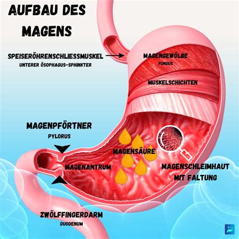 magen darm im kindergarten